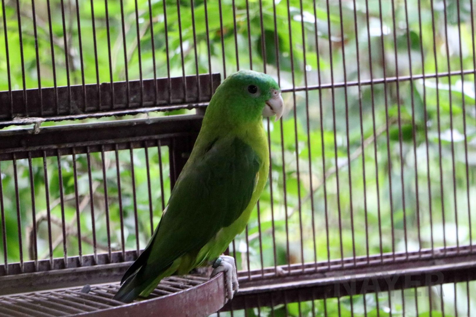 Blue-crowned racquet-tail, July 2016