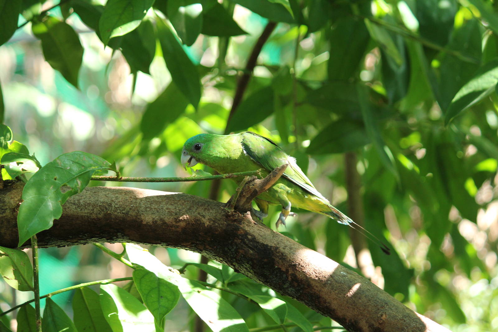Blue-crowned Racquet-tail Prioniturus discurus whiteheadi