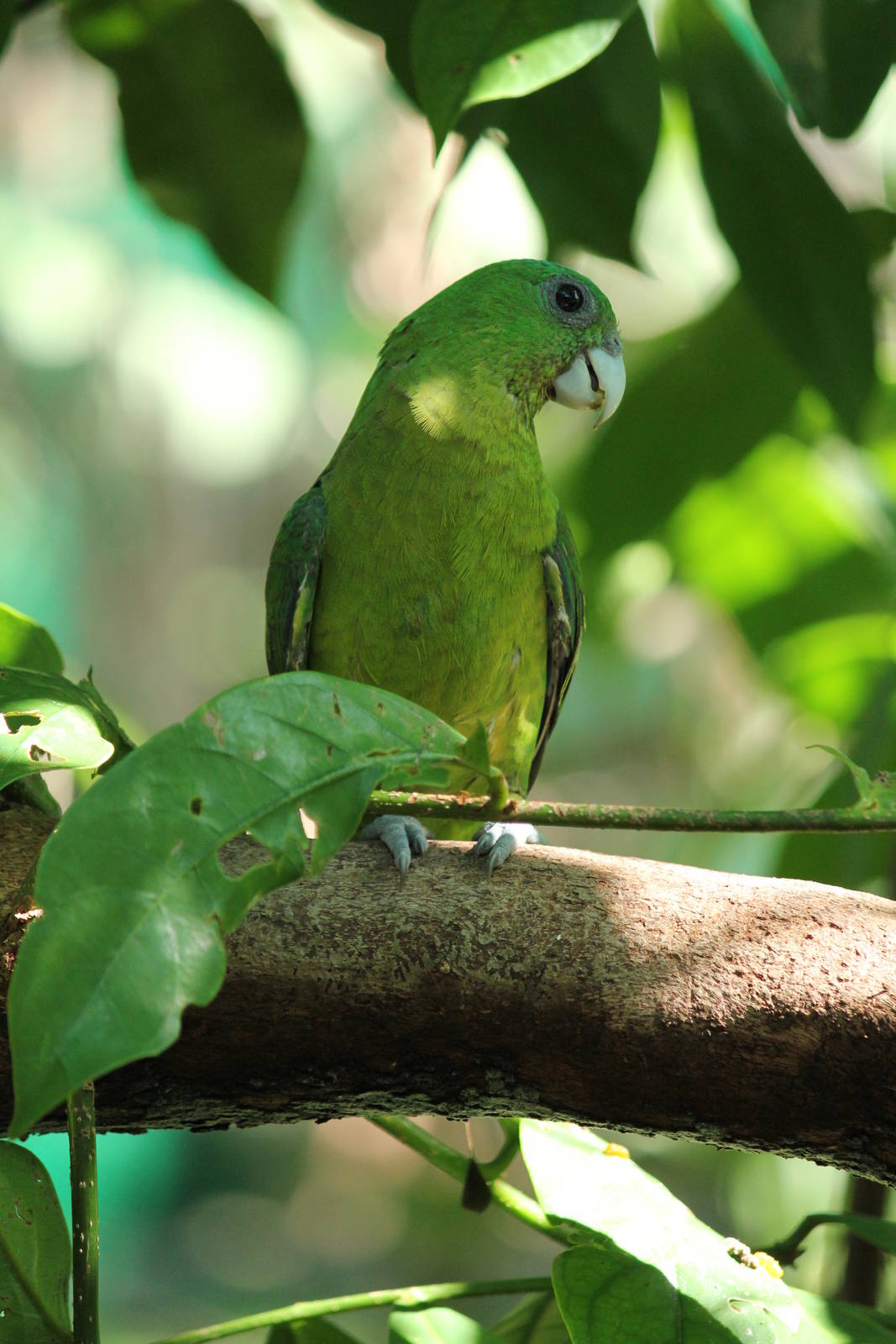 Blue-crowned Racquet-tail Prioniturus discurus whiteheadi