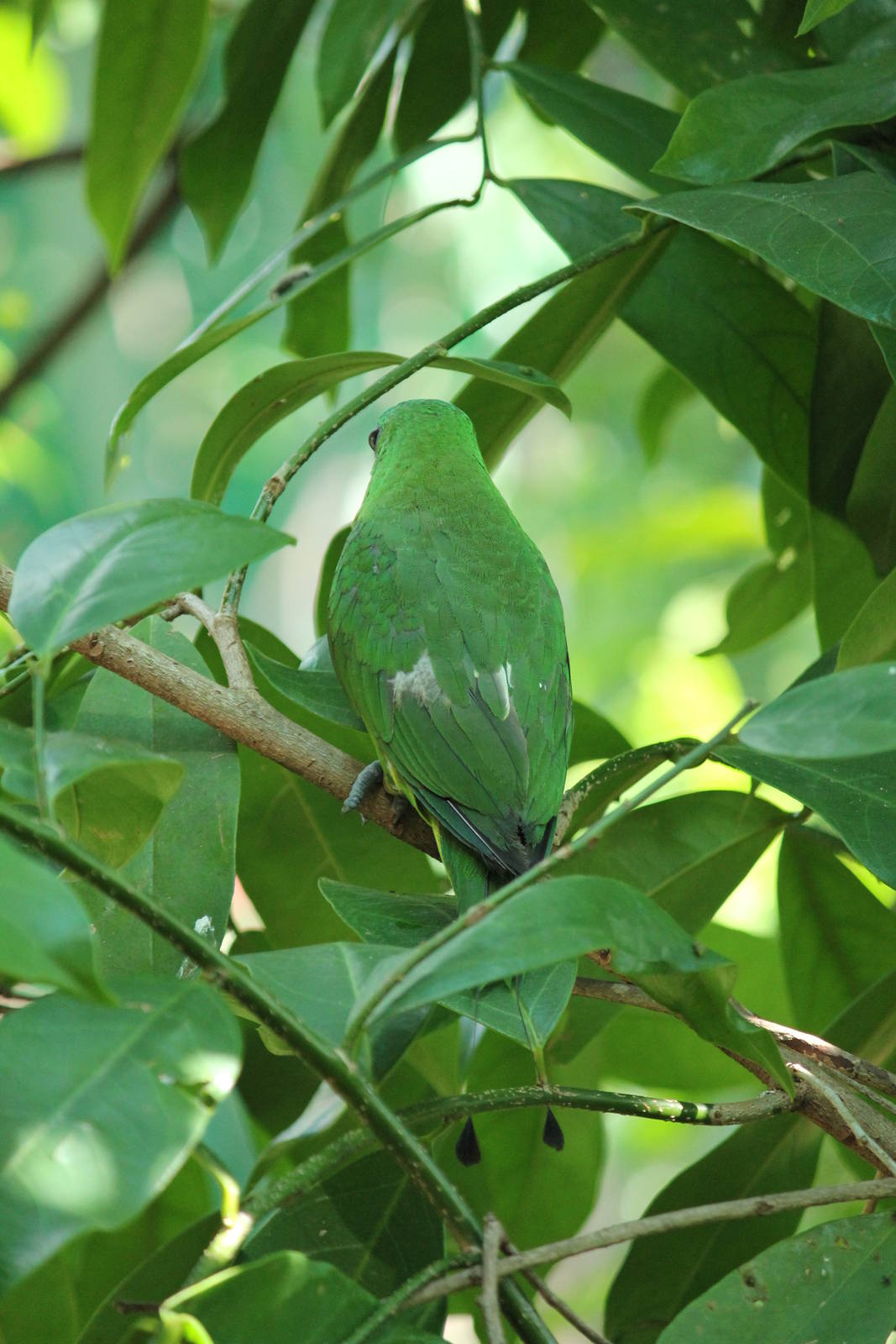 Blue-crowned Racquet-tail Prioniturus discurus whiteheadi