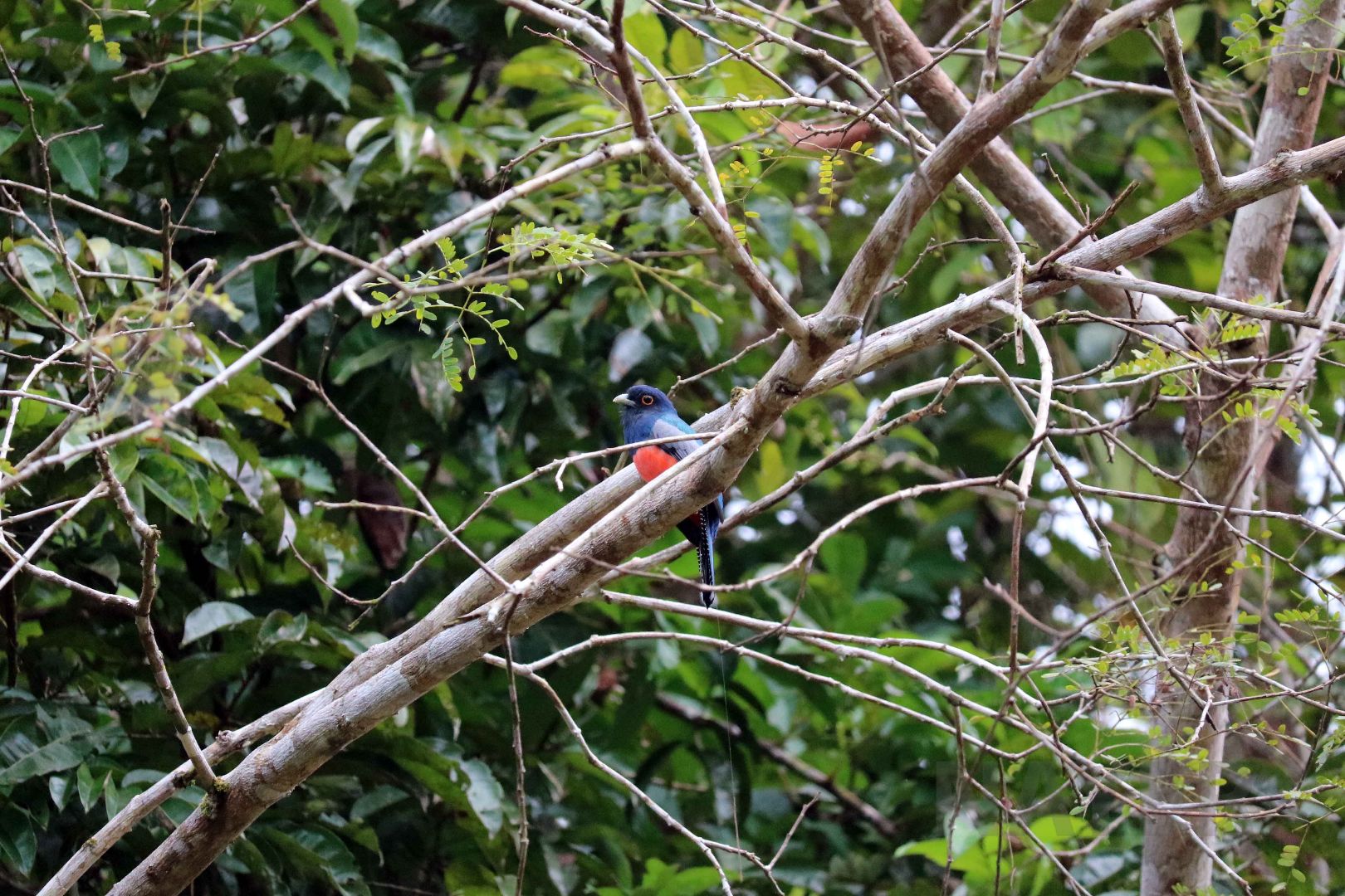 Blue-crowned trogon, Peruvian Amazon, May 2016