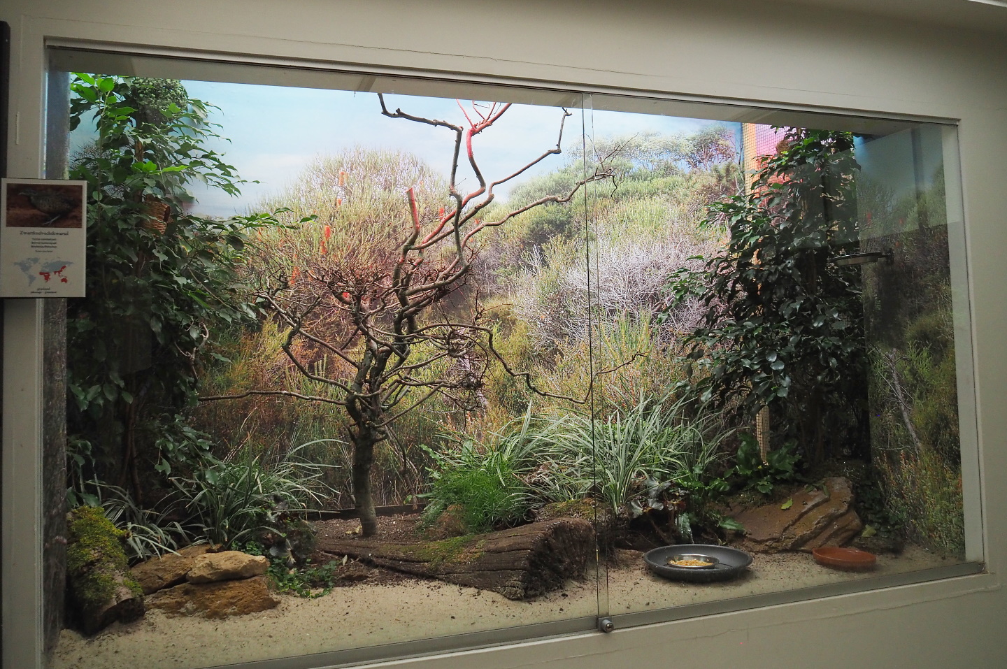 Blue dacnis and Barred buttonquail aviary - First part, 2021-06-12