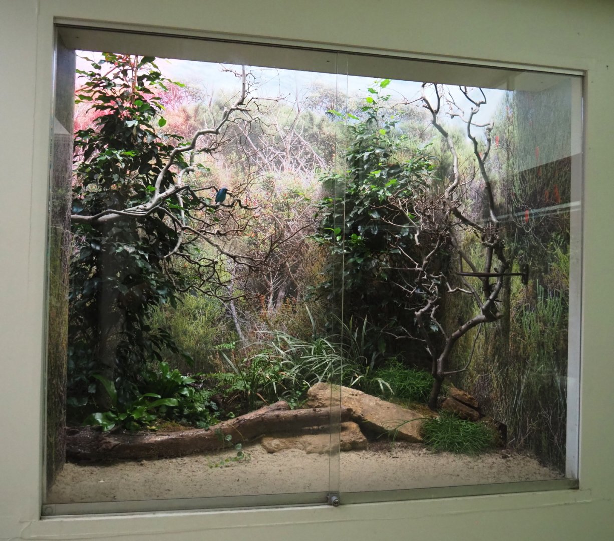 Blue dacnis and Barred buttonquail aviary - Second part, 2021-06-12