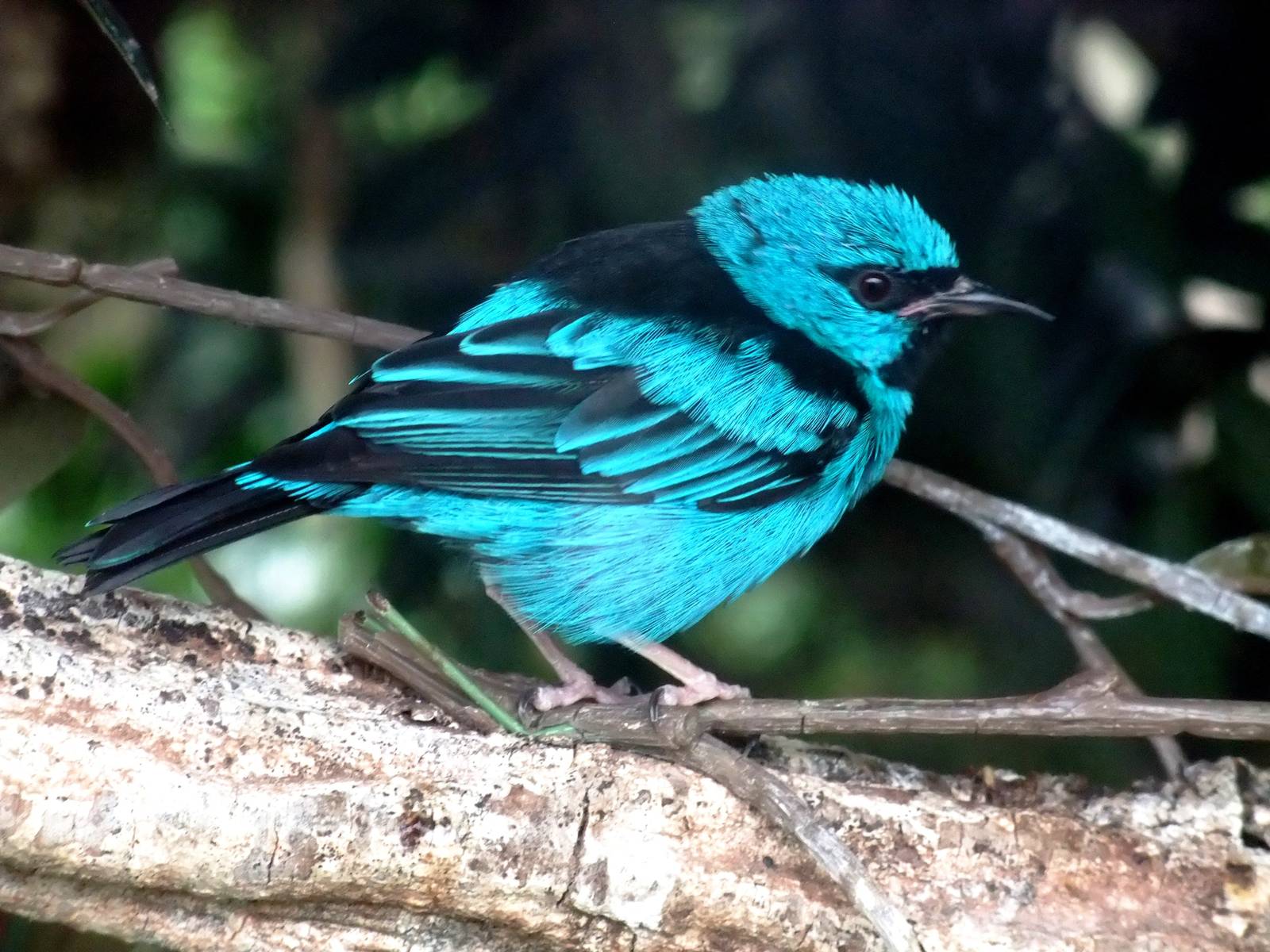 Blue Dacnis at Avifauna, 04/06/12