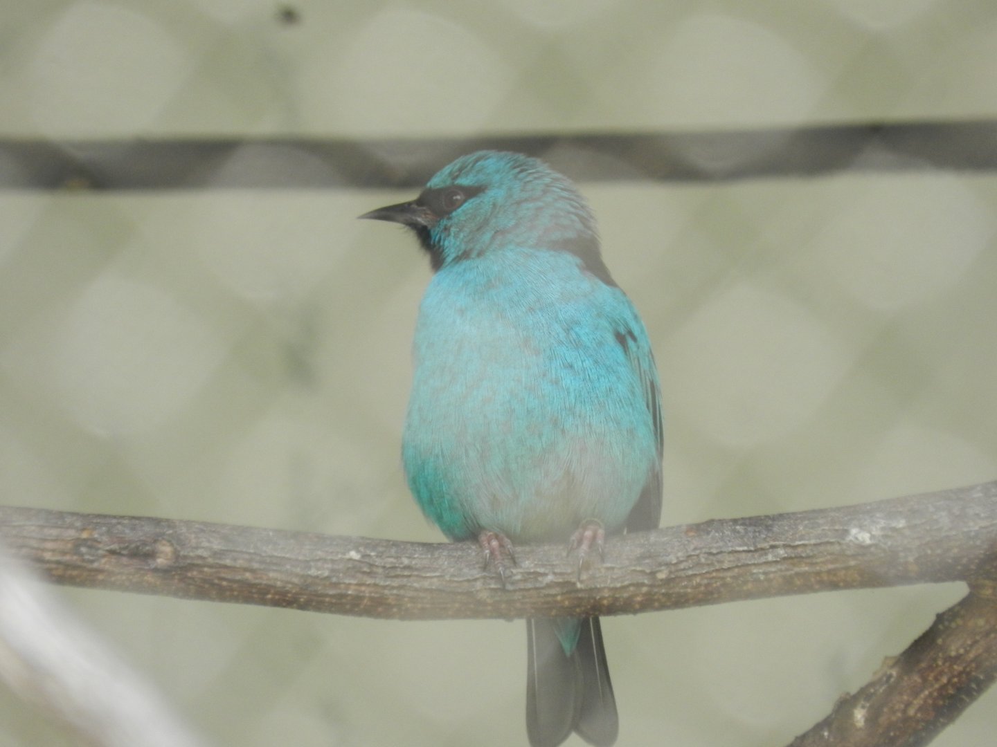 Blue dacnis - Belo Horizonte zoo