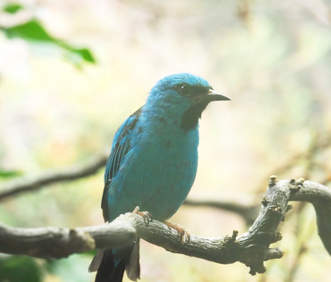 Blue dacnis (Dacnis cayana), 2021-06-12