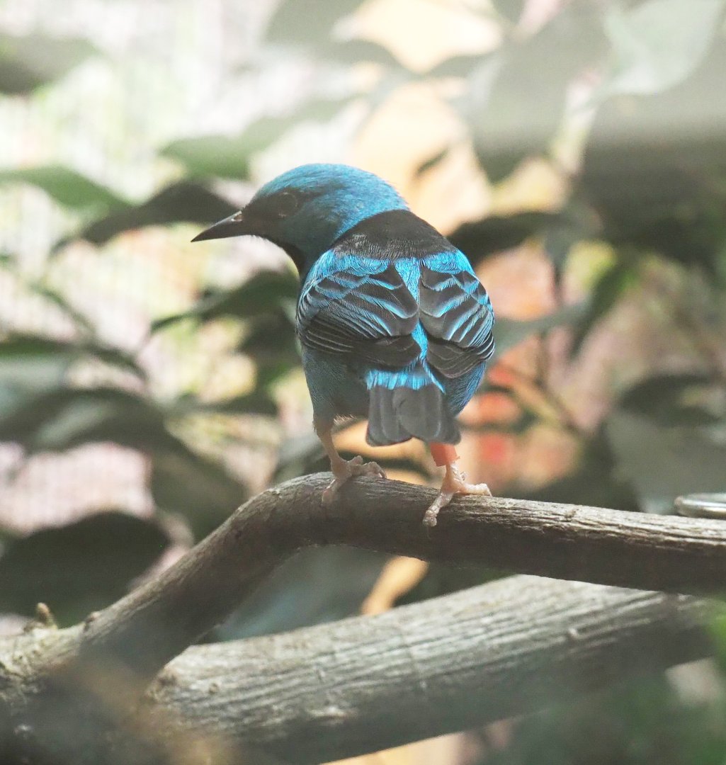 Blue dacnis (Dacnis cayana) , 2021-07-17
