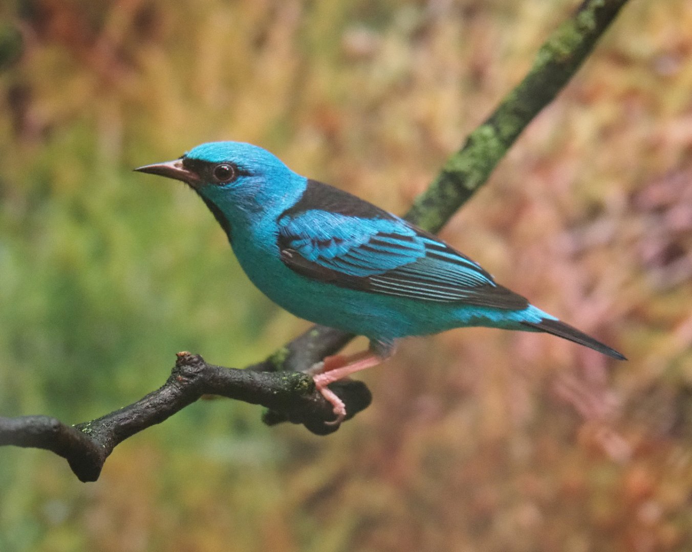 Blue dacnis (Dacnis cayana), 2022-03-16