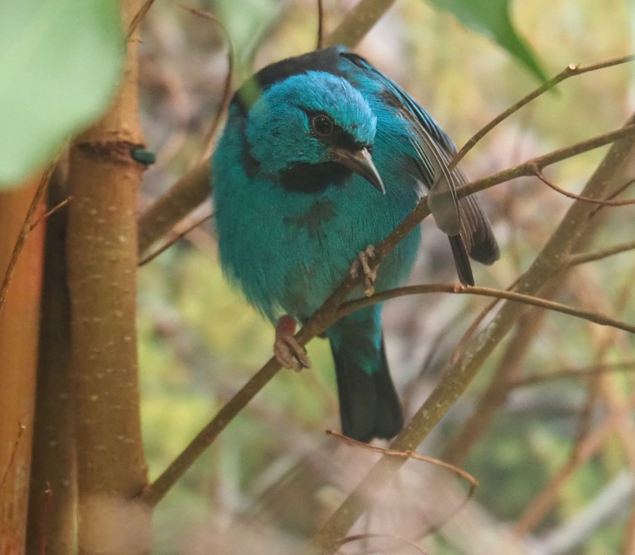 Blue Dacnis (Dacnis cayana), 2022-05-26
