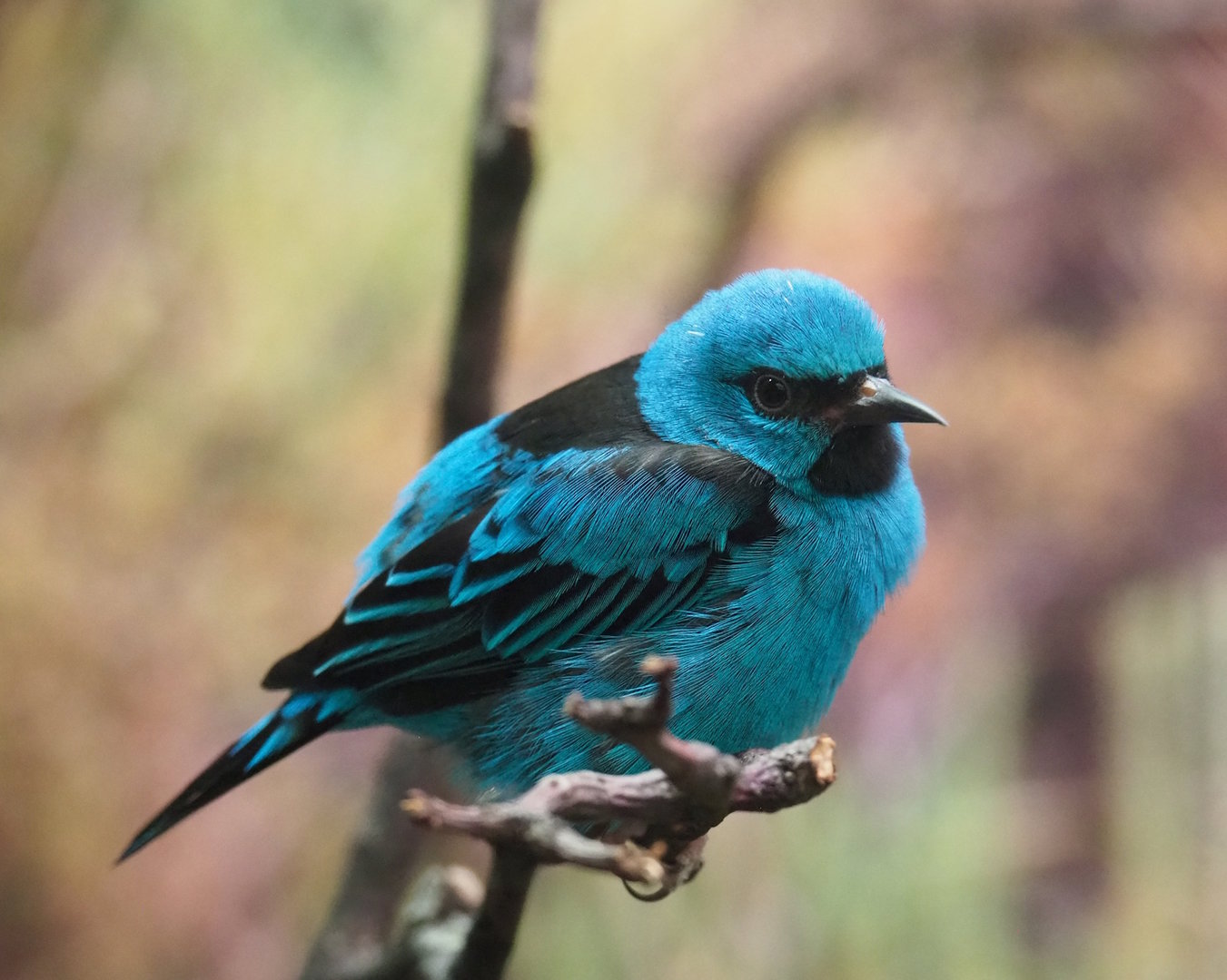Blue Dacnis (Dacnis cayana), 2022-08-16