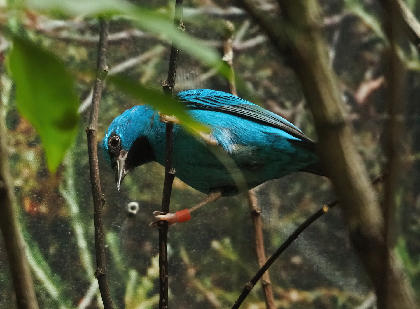 Blue dacnis (Dacnis cayana), 2023-04-08