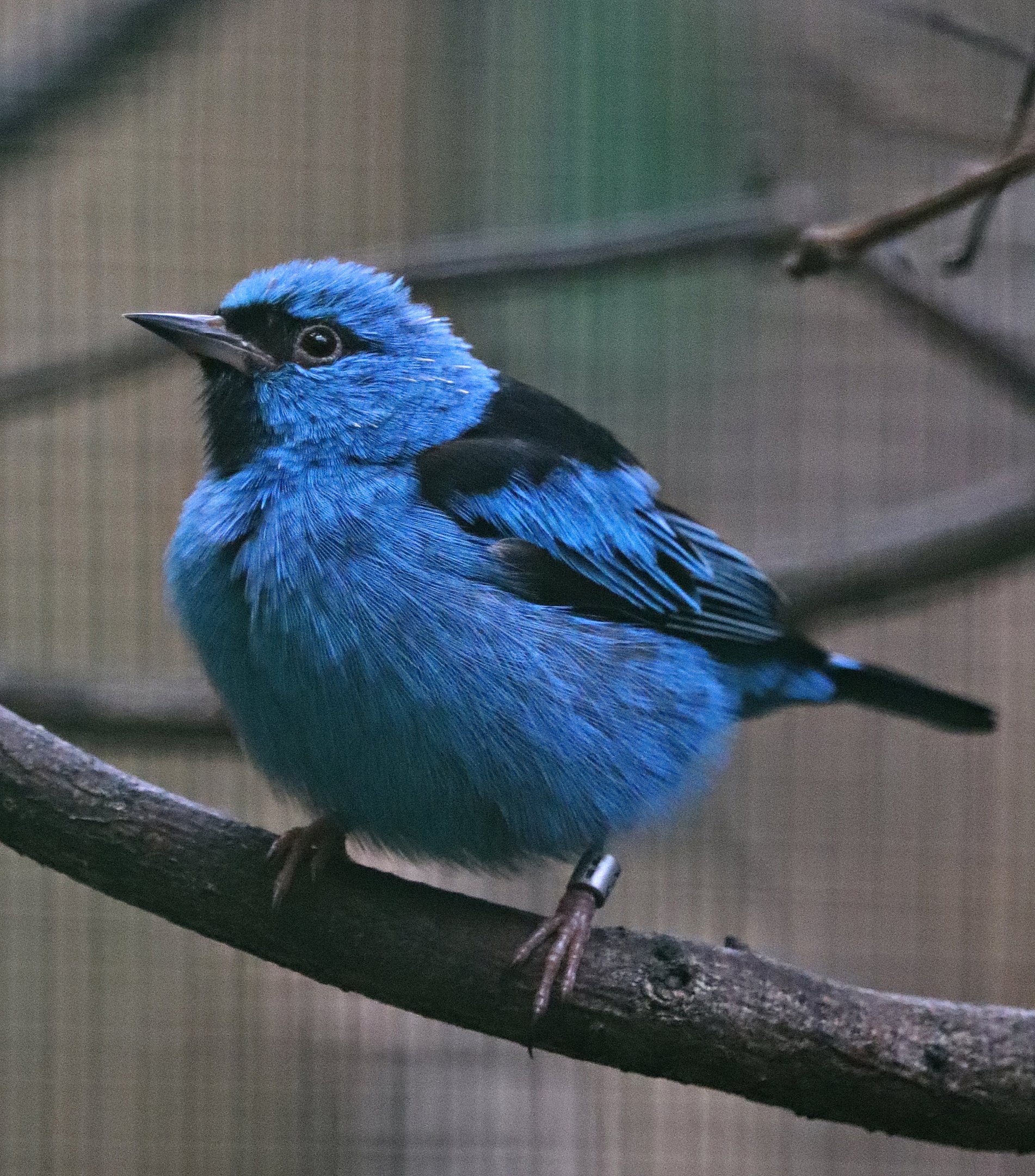 Blue dacnis (Dacnis cayana), male - Paradieshalle