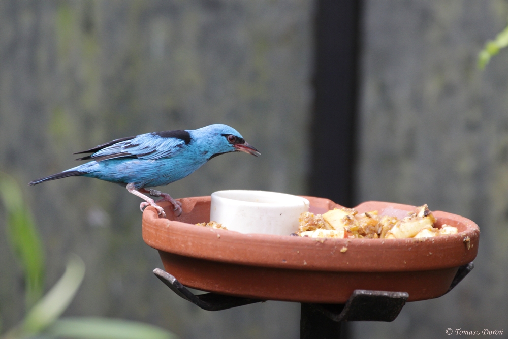 Blue dacnis (Dacnis cayana)