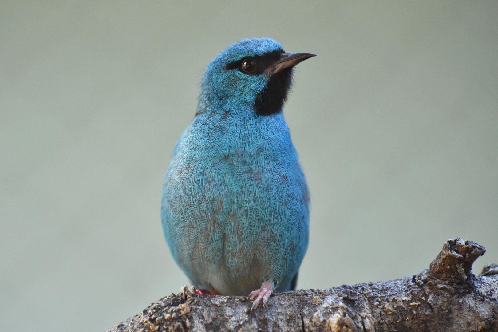 Blue dacnis (Dacnis cayana)