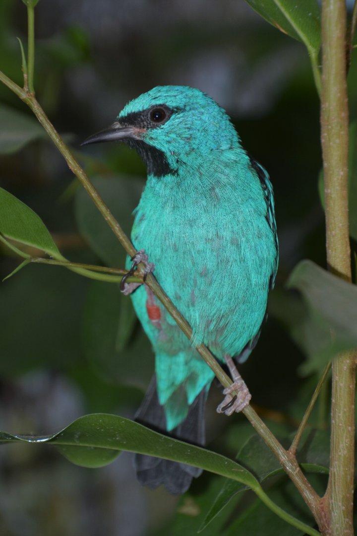 Blue dacnis (Dacnis cayana)