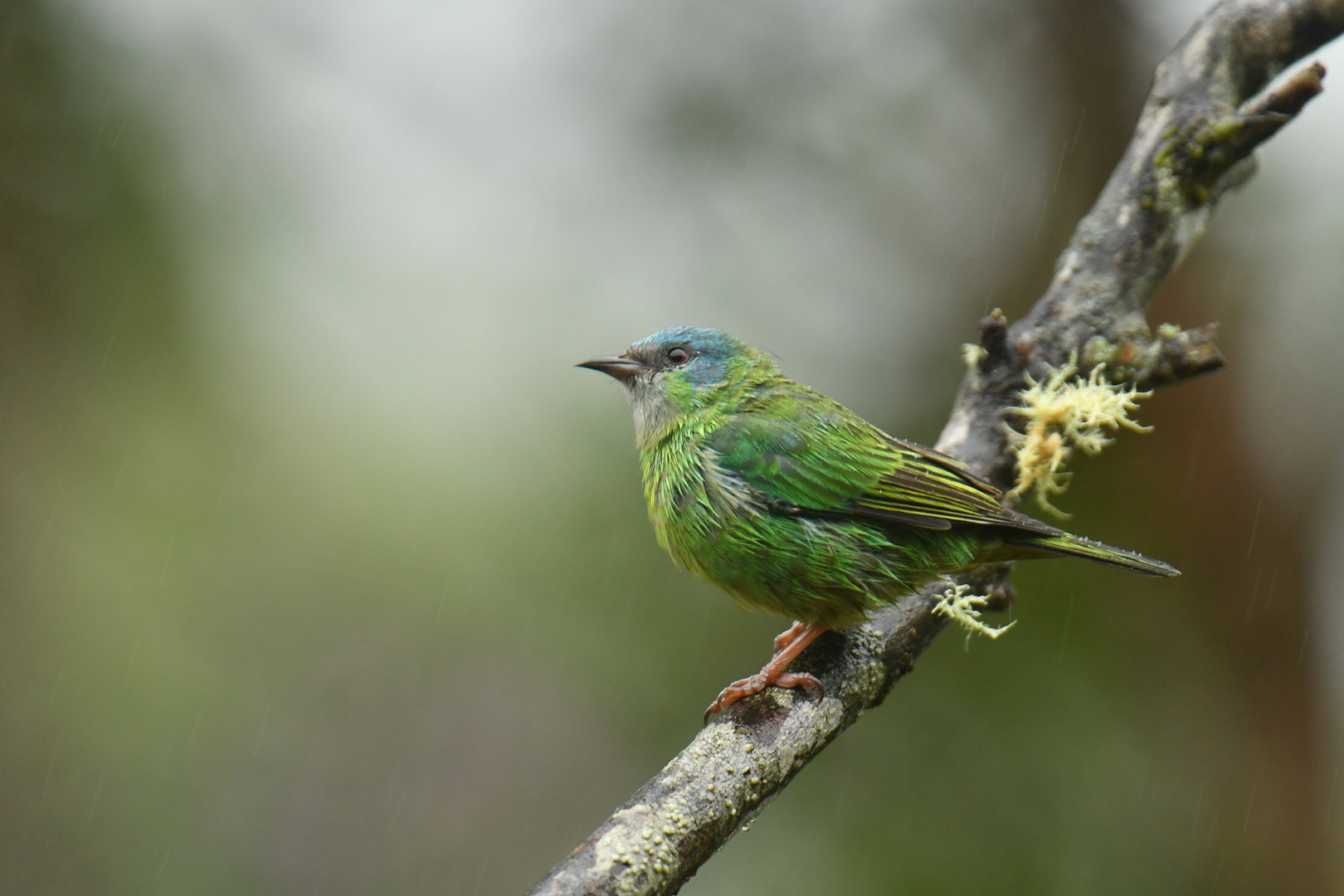 Blue Dacnis Dacnis cayana