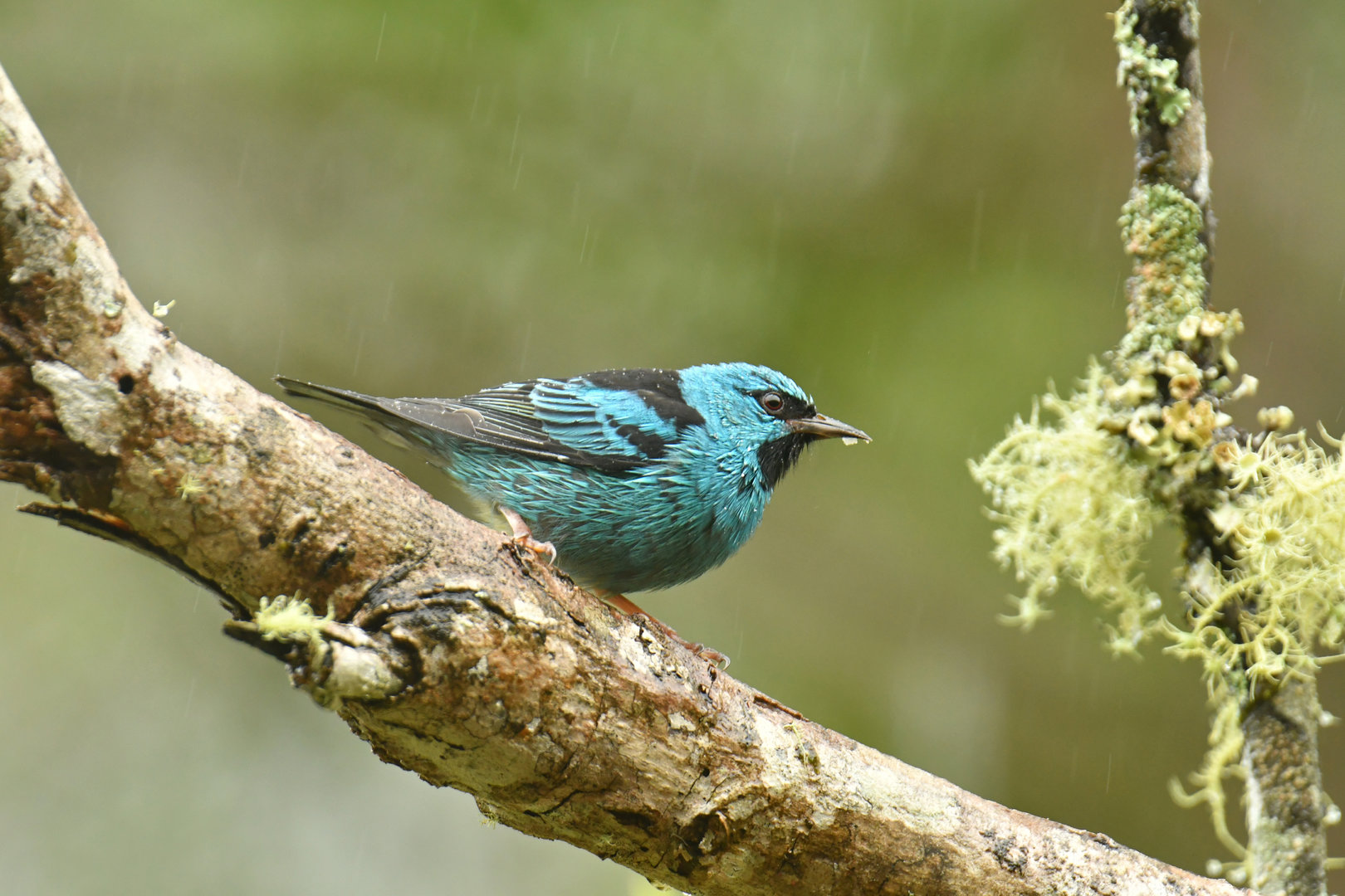 Blue Dacnis Dacnis cayana