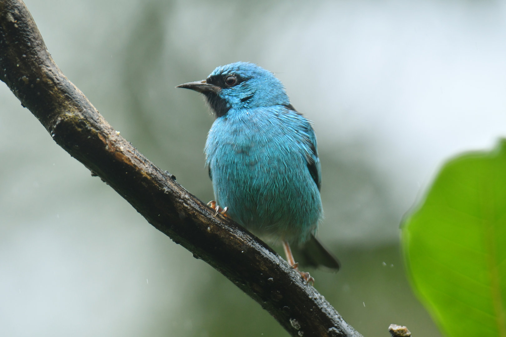 Blue Dacnis Dacnis cayana
