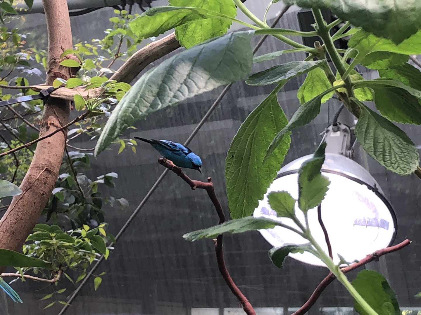 Blue dacnis, Dacnis cayana