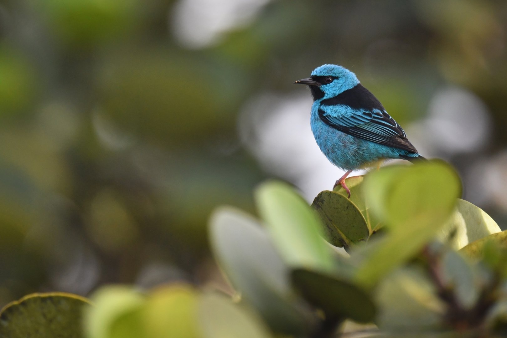 Blue dacnis Dacnis cayana