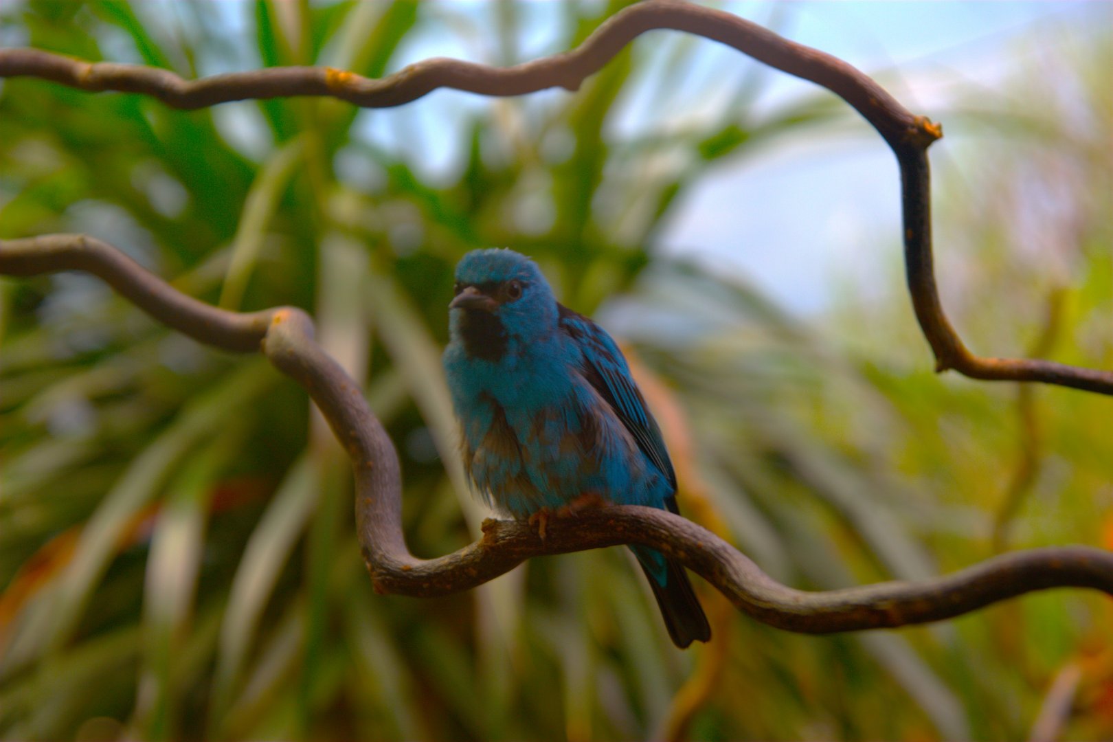 Blue Dacnis (Dacnis cayana)