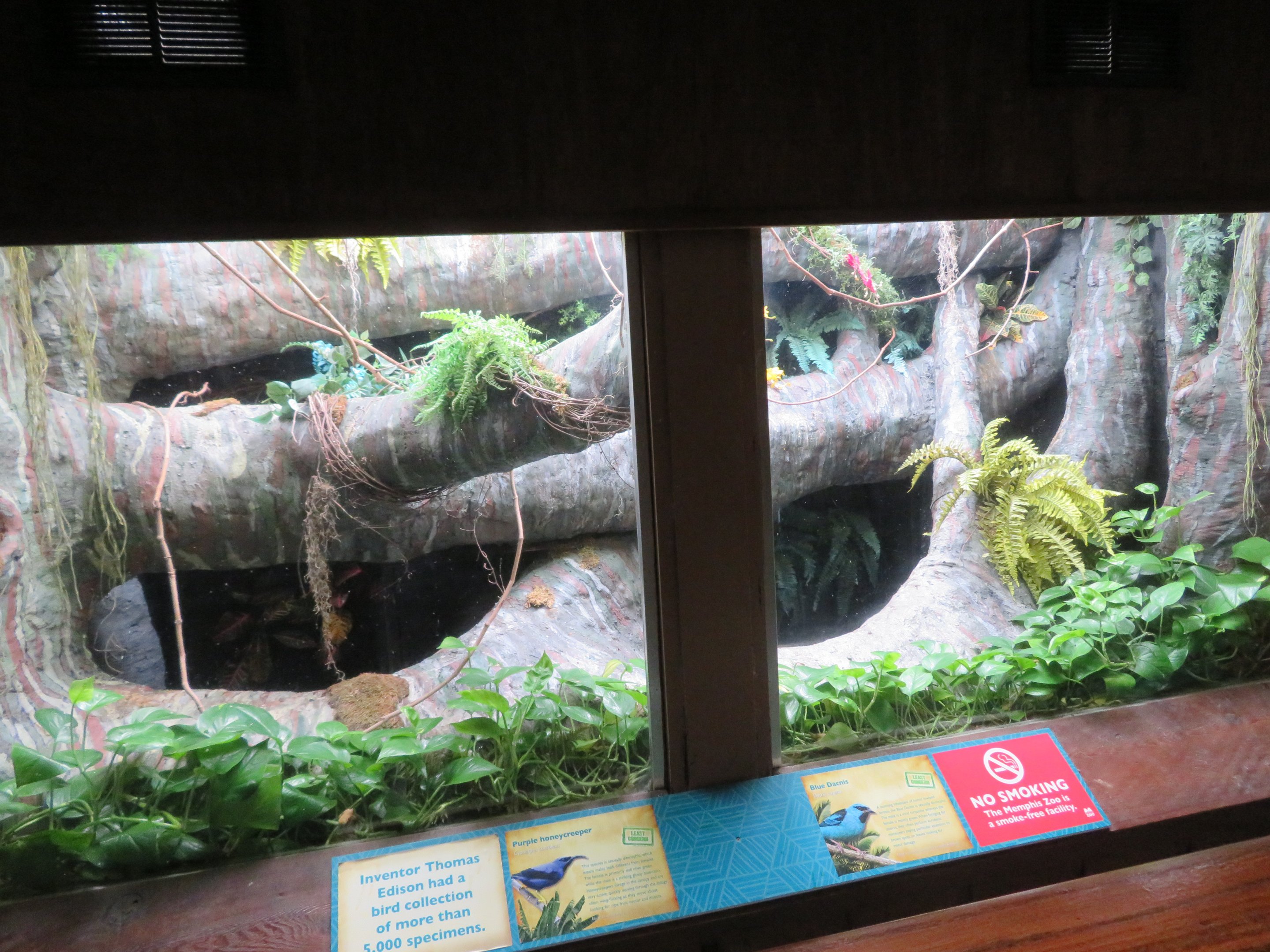 Blue Dacnis/Purple Honeycreeper Exhibit