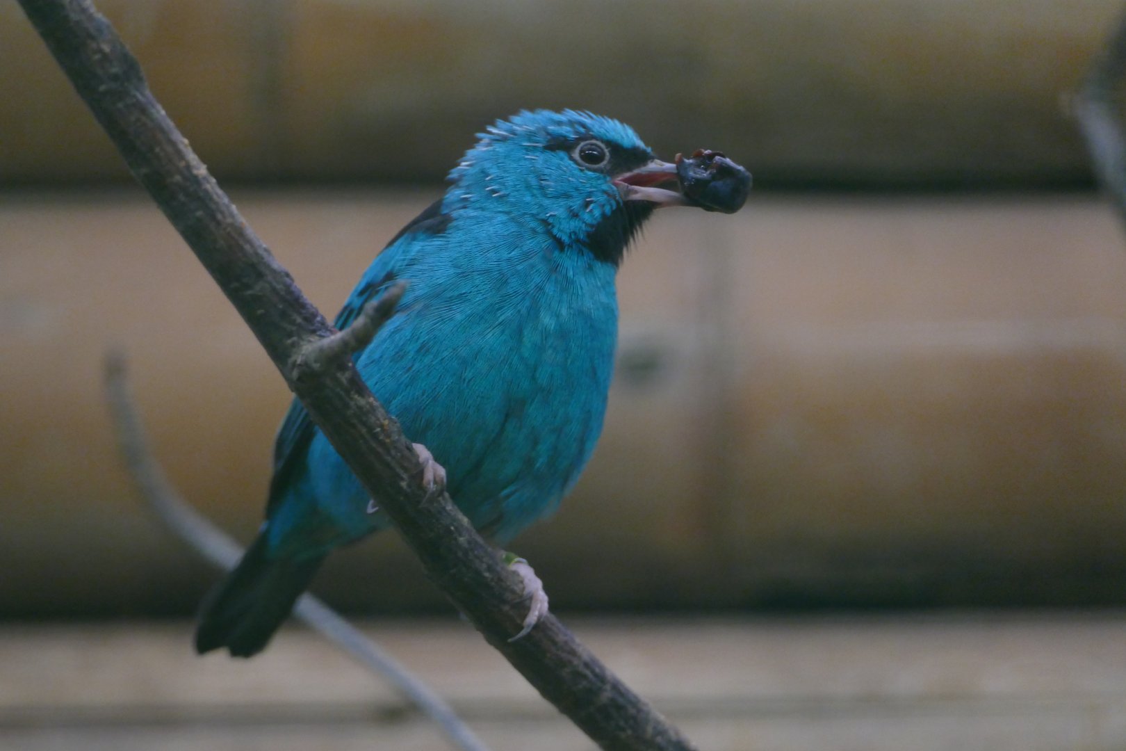 Blue dacnis with berry