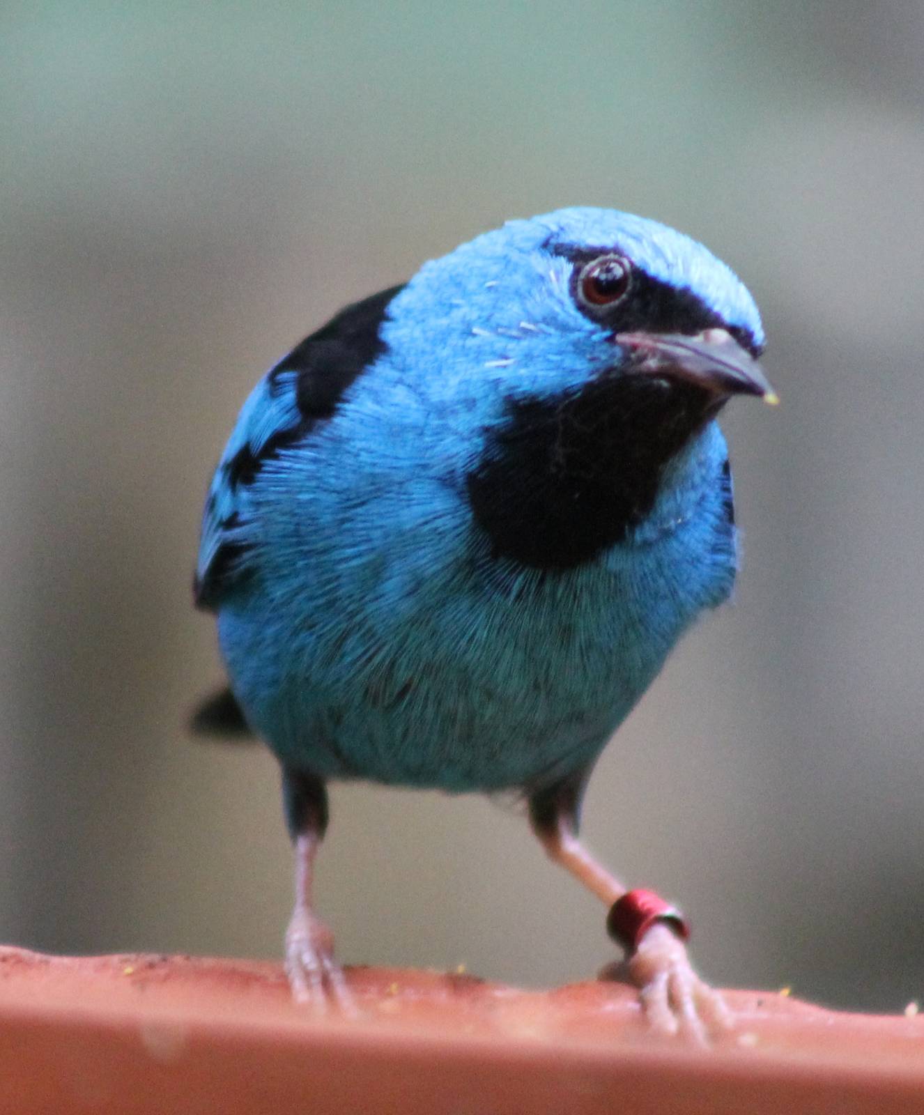 Blue dacnis