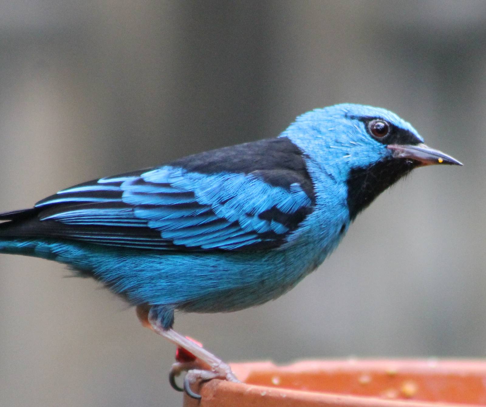 Blue dacnis