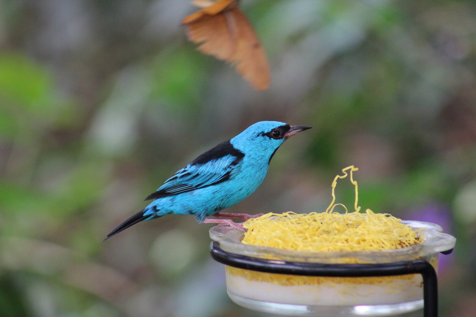 Blue Dacnis