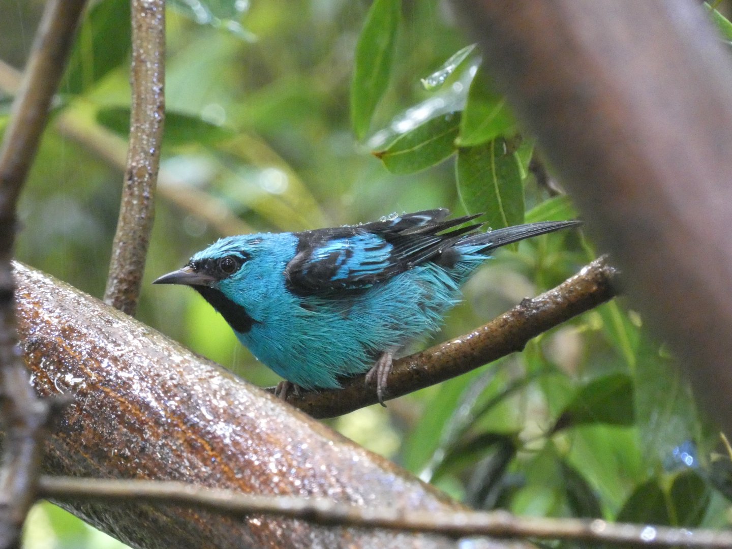 Blue dacnis