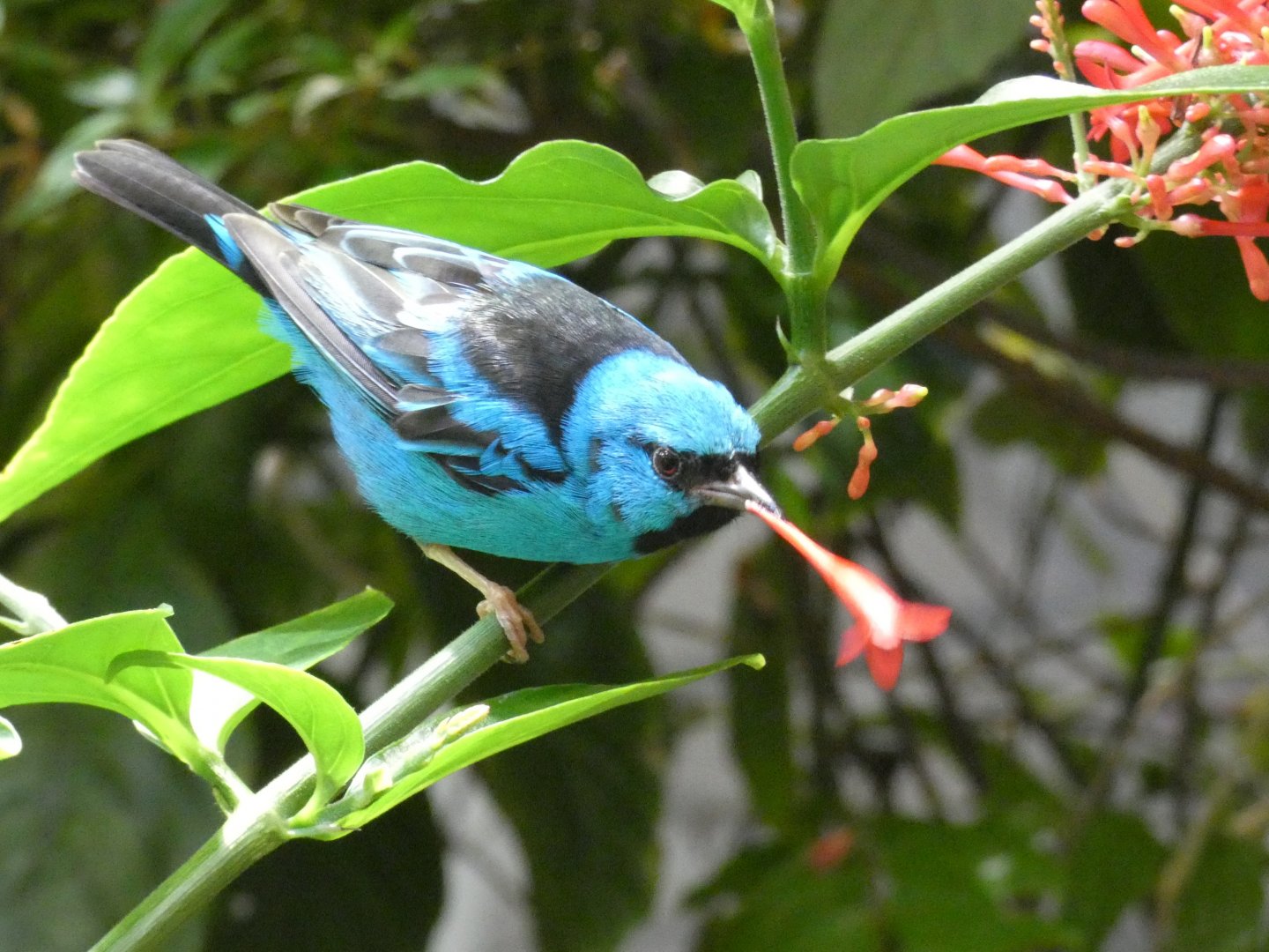 Blue dacnis
