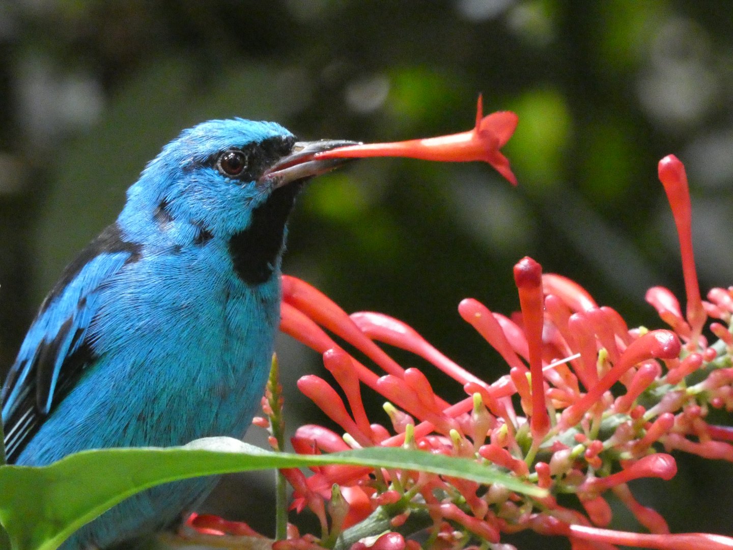 Blue dacnis