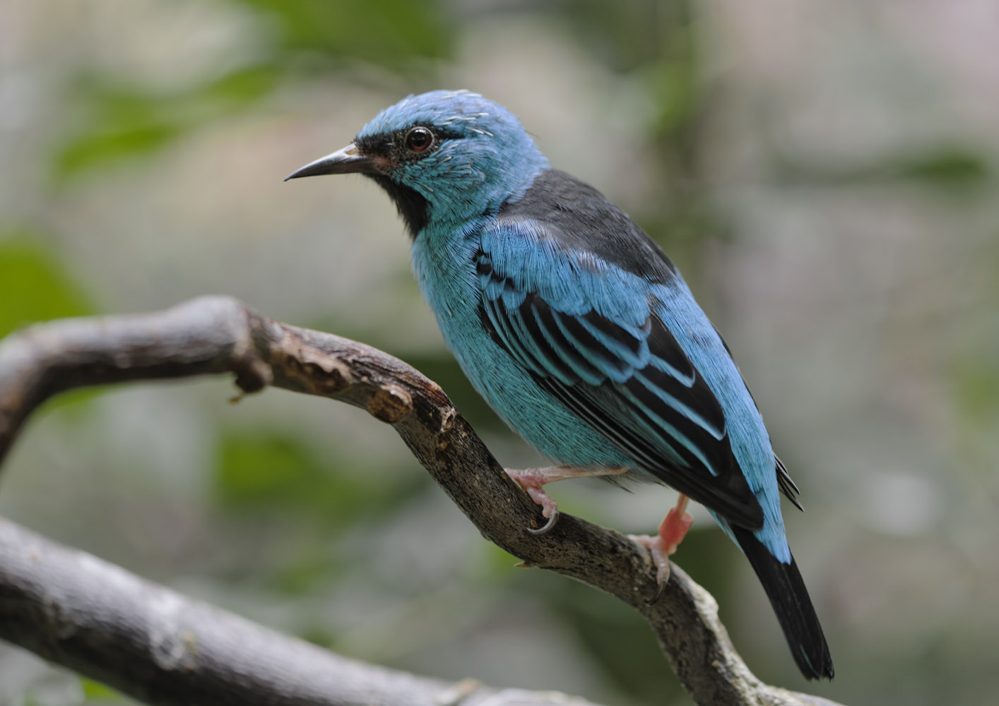 Blue dacnis