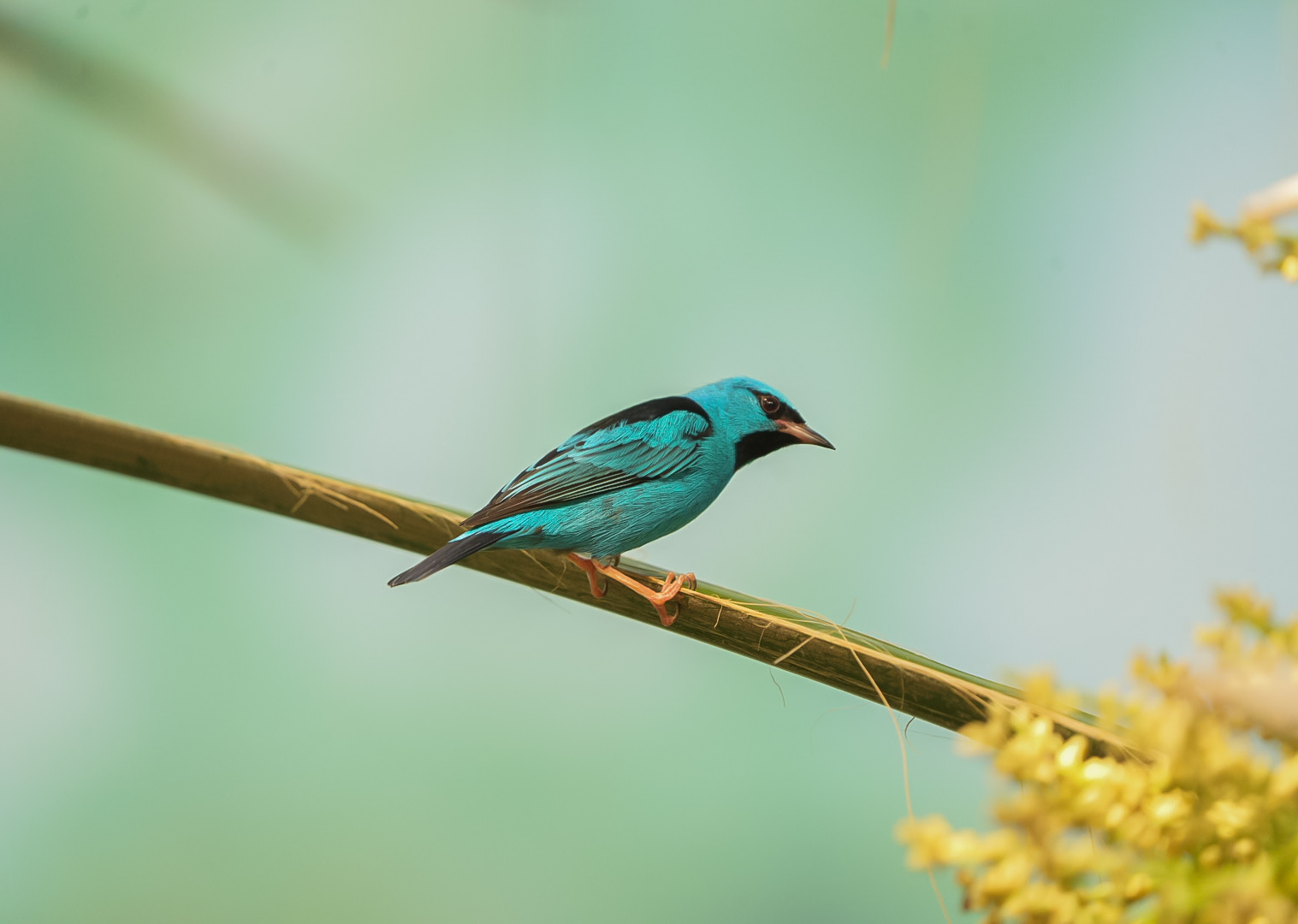 Blue Dacnis
