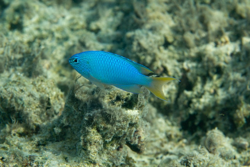 Blue Damsel (Pomacentrus pavo)