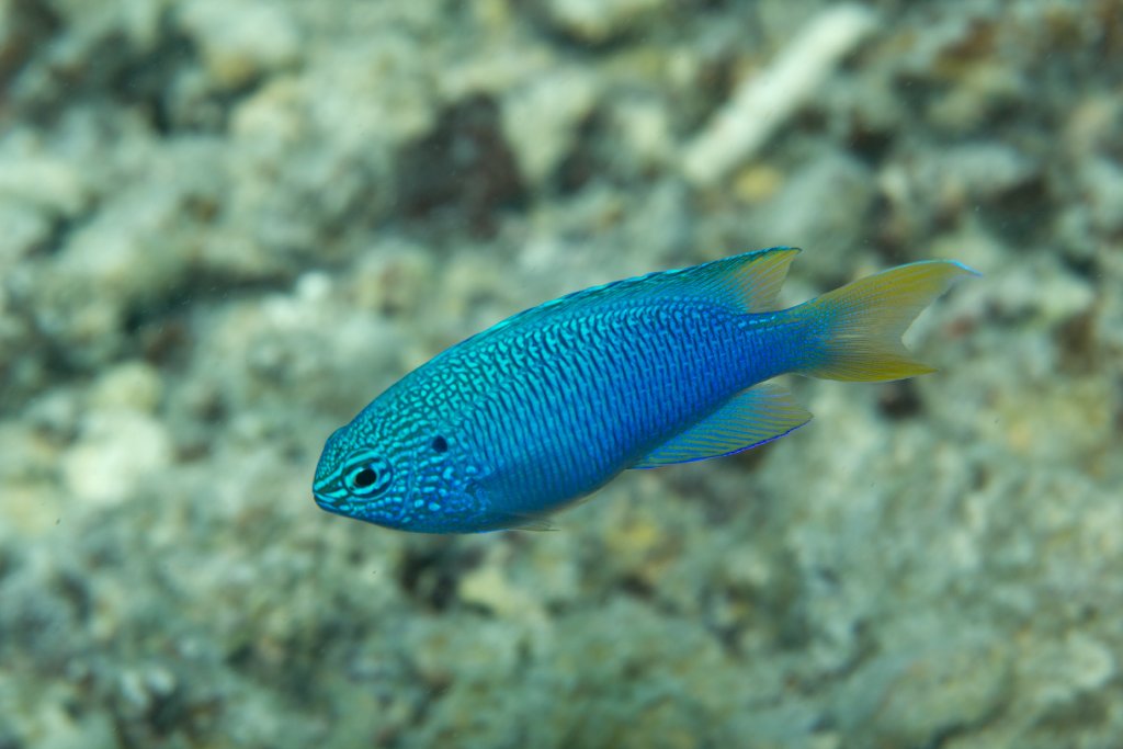 Blue Damsel (Pomacentrus pavo)