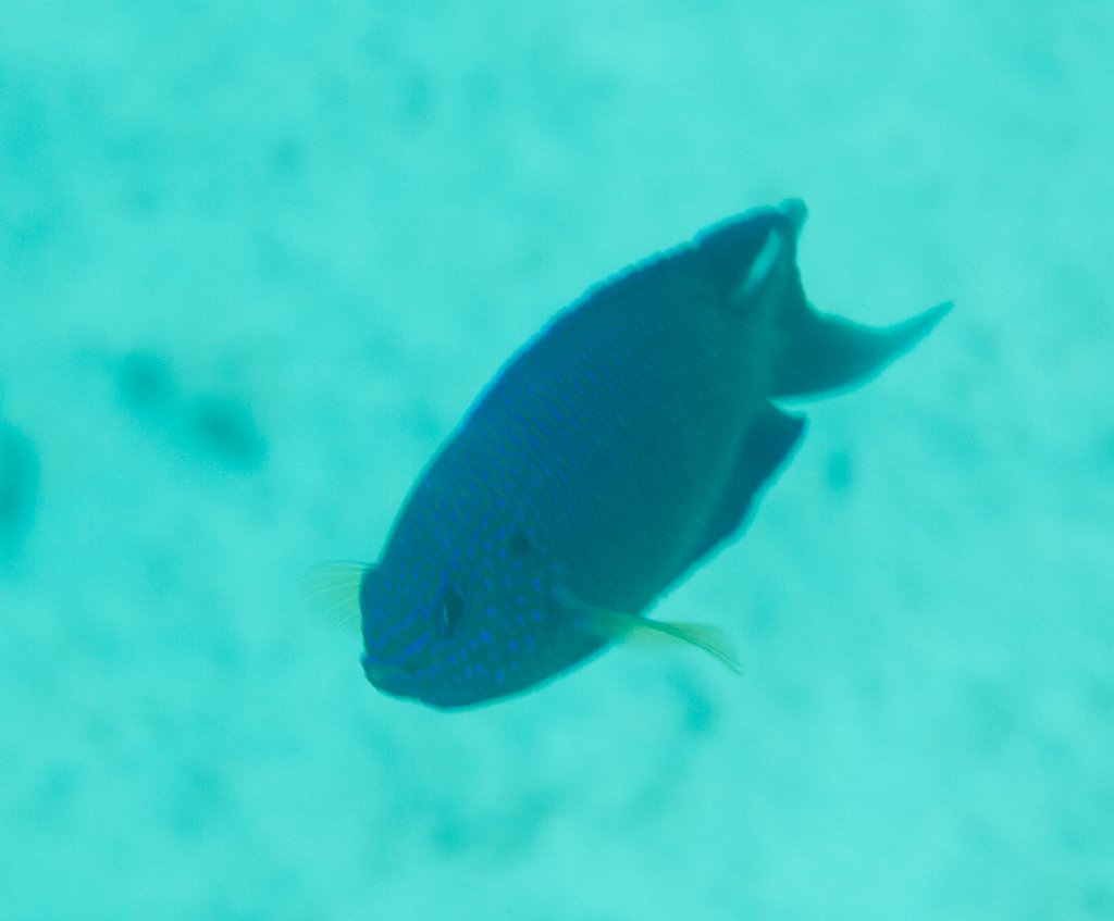 Blue Damsel (Pomacentrus pavo)