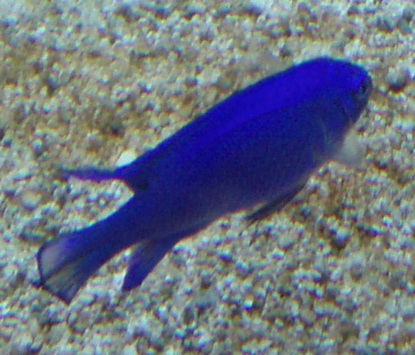 Blue Damselfish (Chrysiptera cyanea)