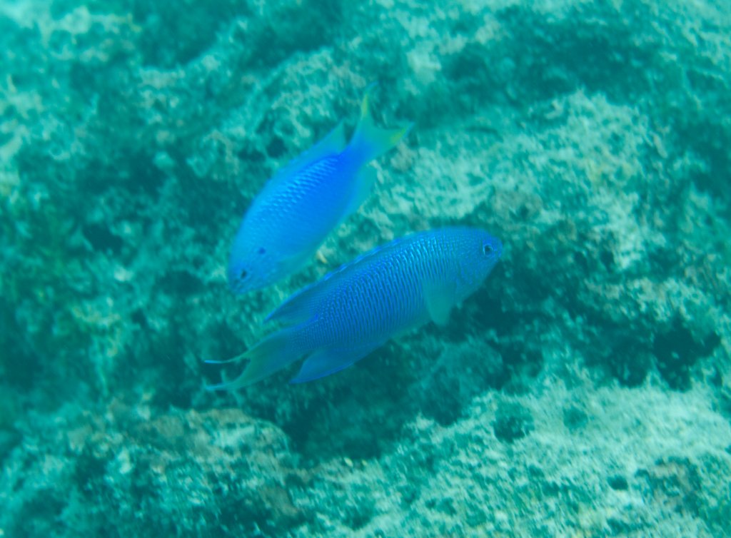 Blue Damsels (Pomacentrus pavo)