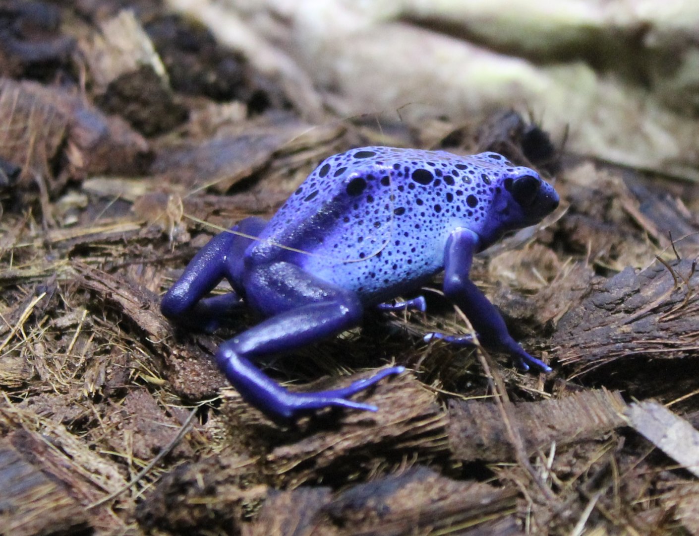 Blue dart frog