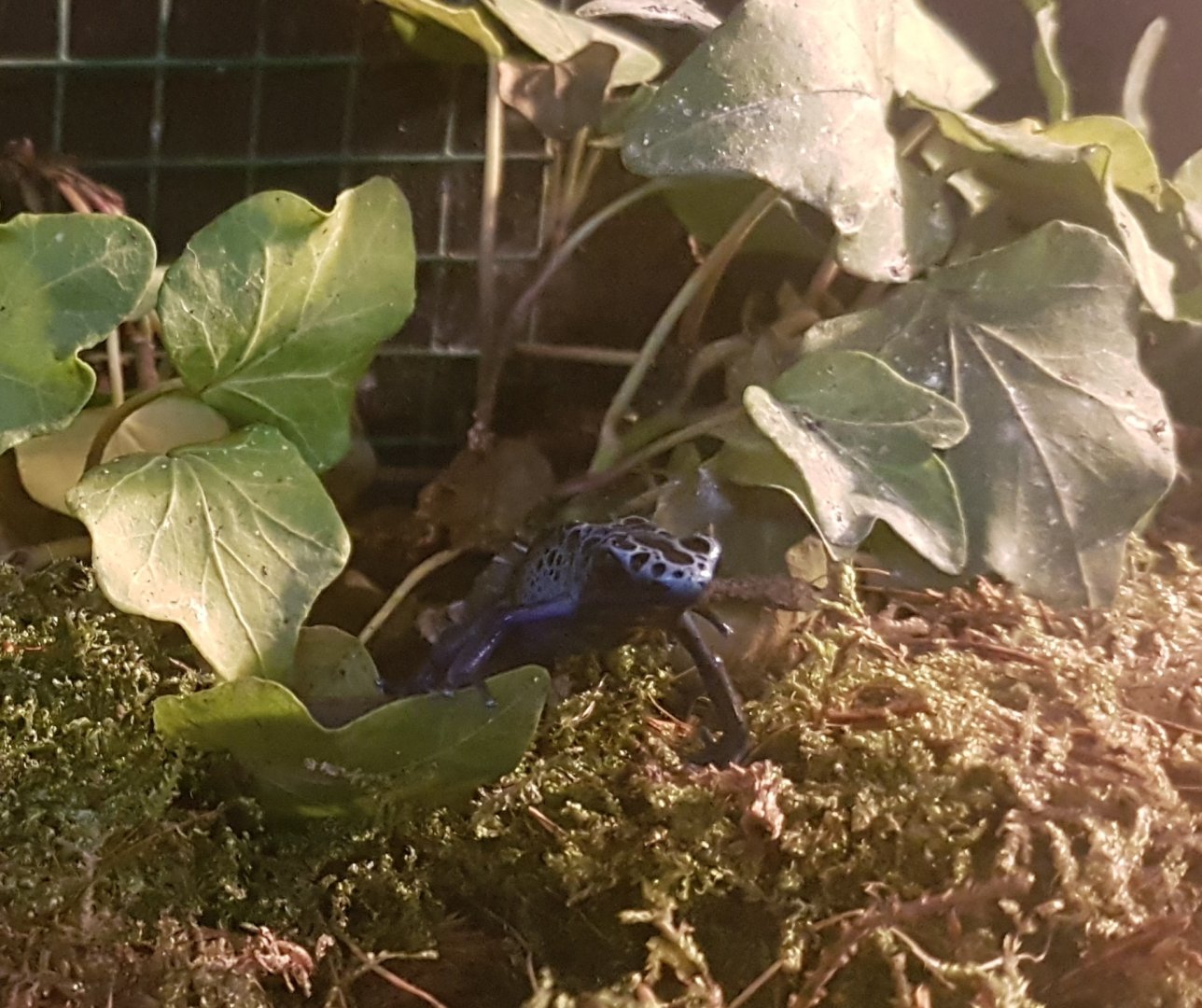 Blue dart frog