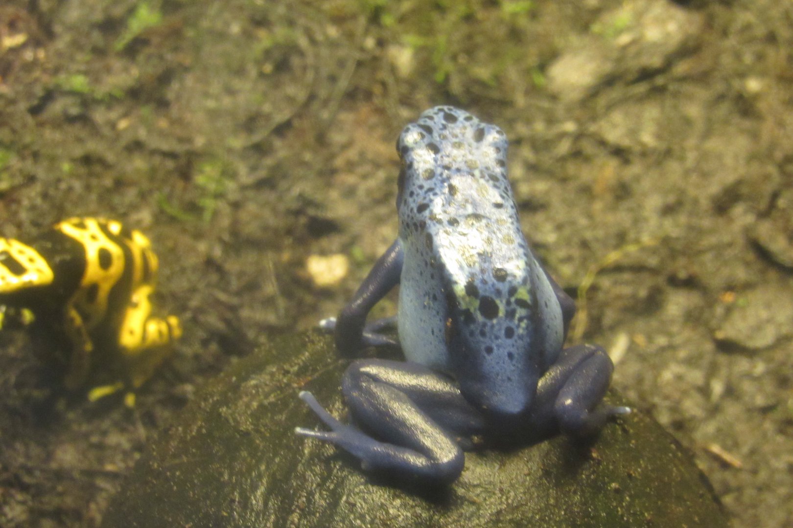blue dart frog