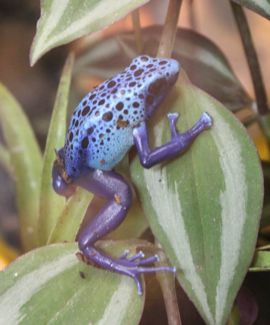 Blue dart frog