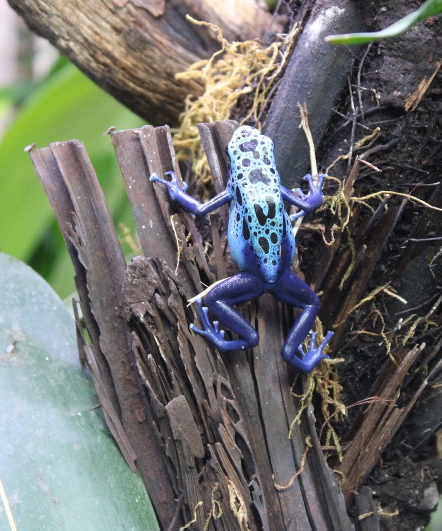 Blue dart frog