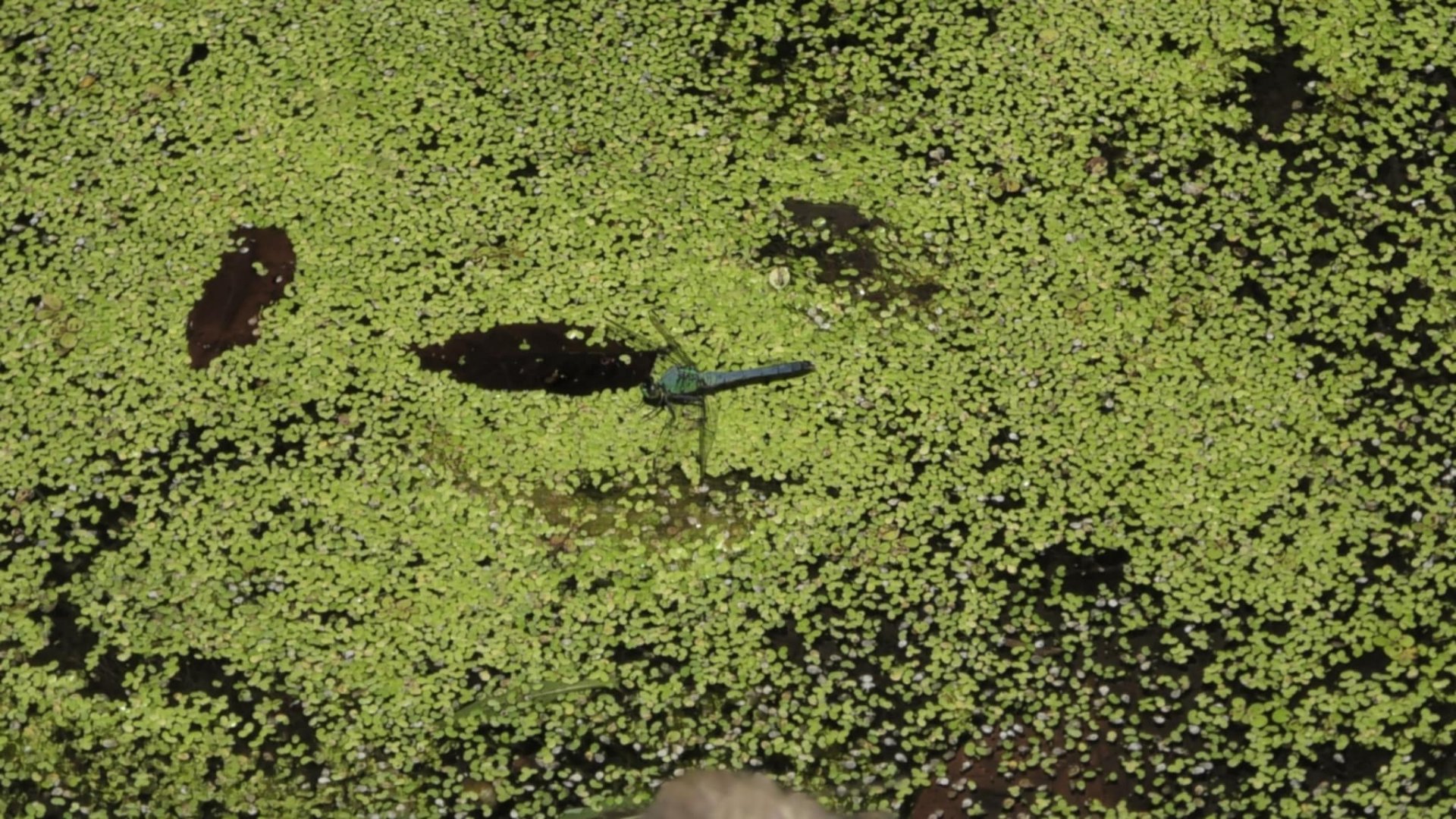 Blue Dasher Dragonfly (Pachydiplax longipennis)