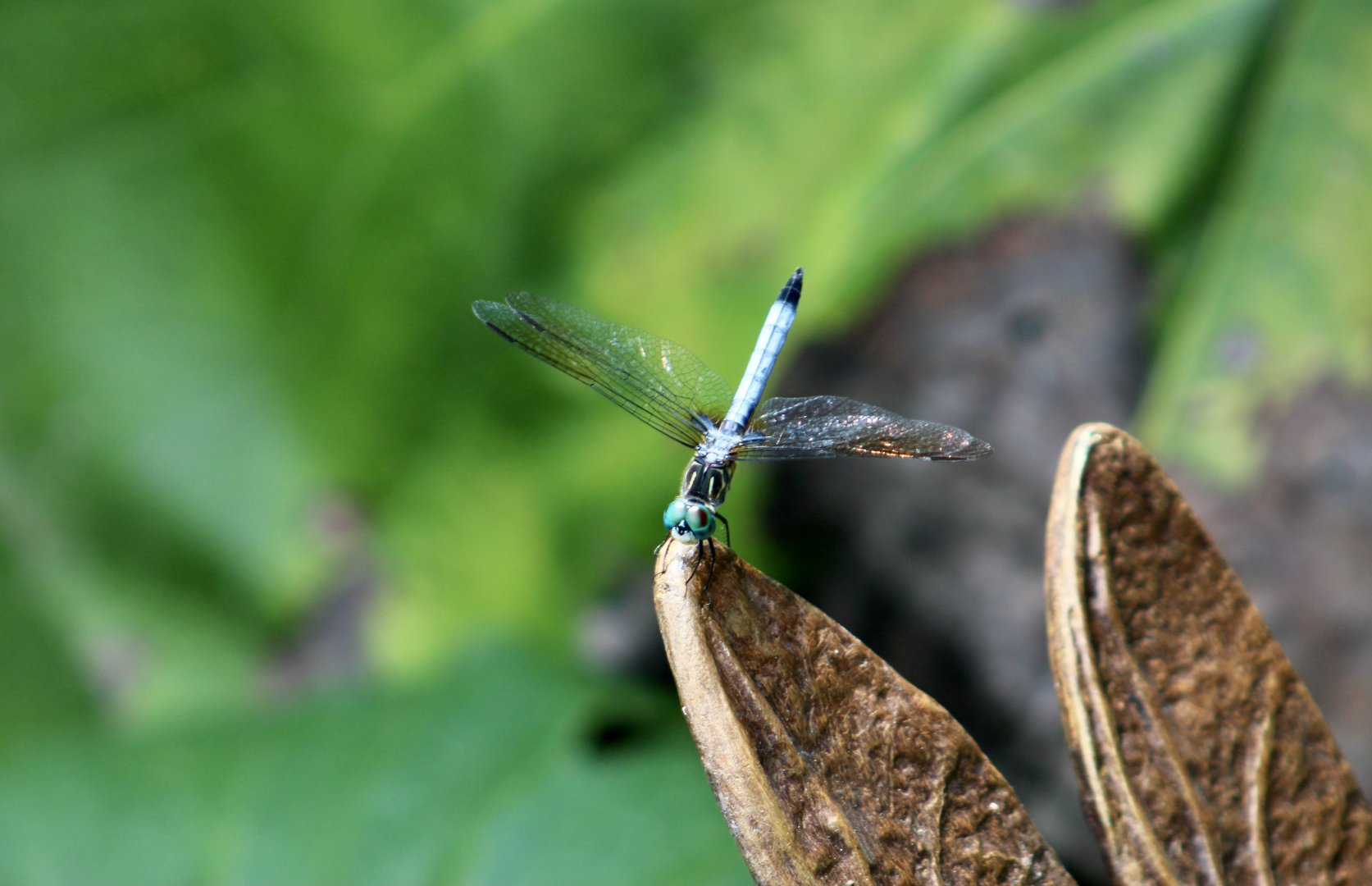 Blue Dasher (Pachydiplax longipennis) male - wild