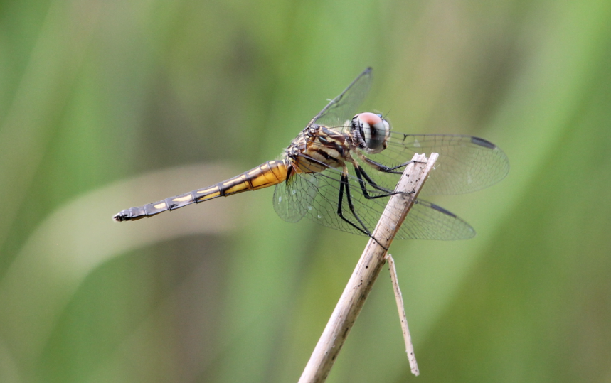 Blue Dasher (Pachydiplax longipennis)