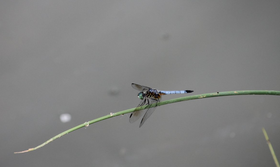 Blue dasher
