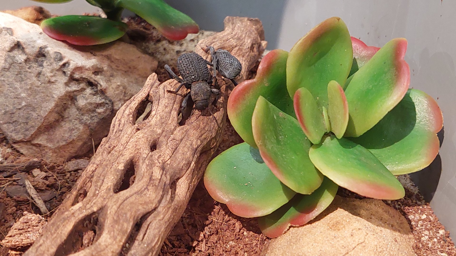 Blue death feigning beetle (Asbolus verrucosus)